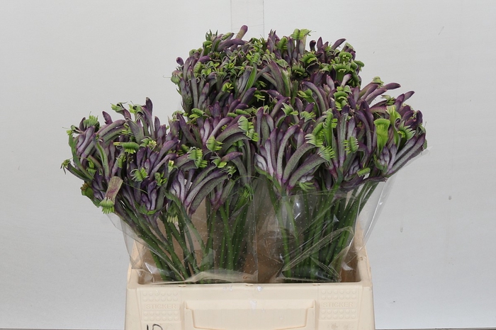 Anigozanthos Celebrations Firework