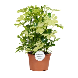 Schefflera Melanie Toef
