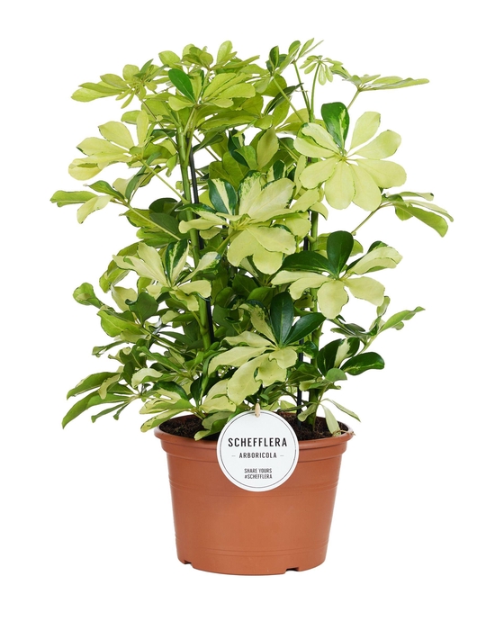 <h4>Schefflera Melanie Toef</h4>
