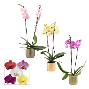 Phalaenopsis 2 tak 14+ mix in Liam (Nature world-collection)