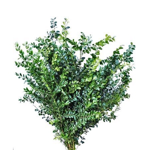 Buxus Sempervirens Verde