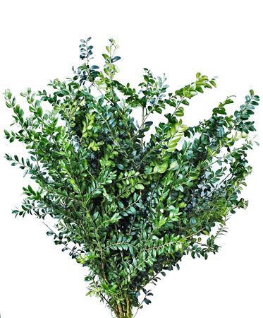 Buxus Sempervirens Verde