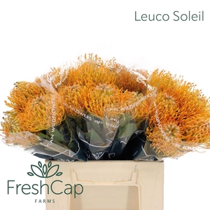 Leuco Soleil