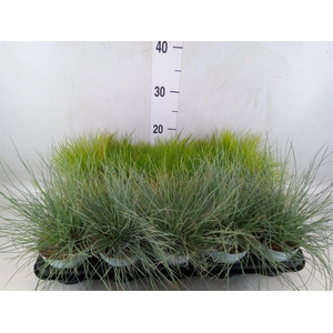 Siergras   ...mix 3 /tray   [Grass]