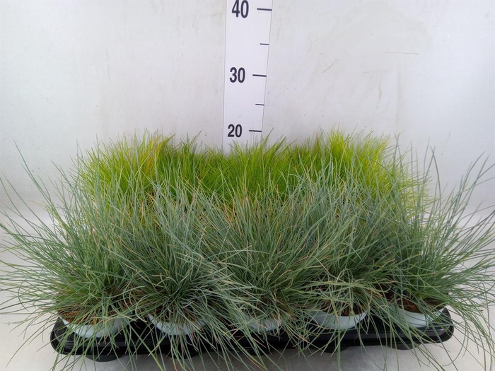 <h4>Siergras   ...mix 3 /tray   [Grass]</h4>