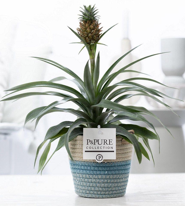 <h4>Ananas Rosita in P&PURE Fashionpot Valerie</h4>