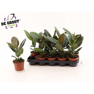 Ficus elastica 'Robusta'
