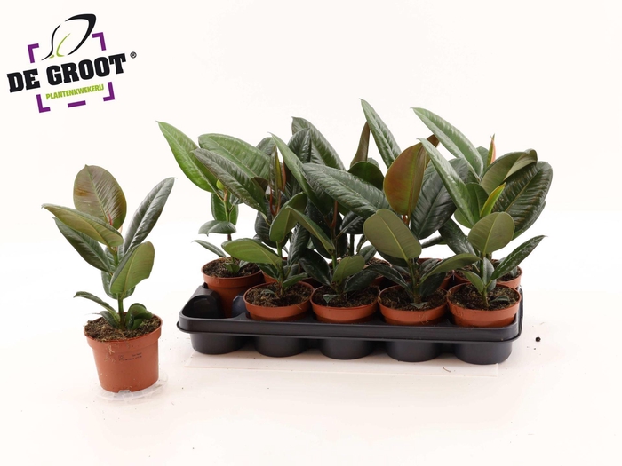 <h4>Ficus elastica 'Robusta'</h4>