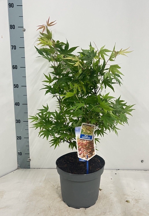 <h4>ACER PALMATUM</h4>
