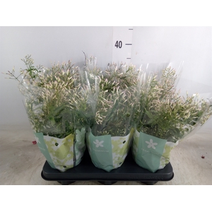 Jasminum polyanthum