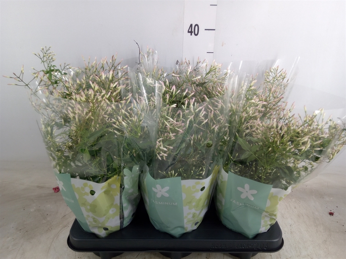 <h4>Jasminum polyanthum</h4>