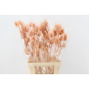 DF Dipsacus Porcellana Bs 130g