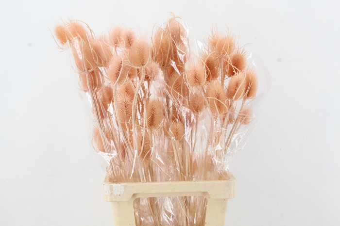 <h4>DF Dipsacus Porcellana Bs 130g</h4>