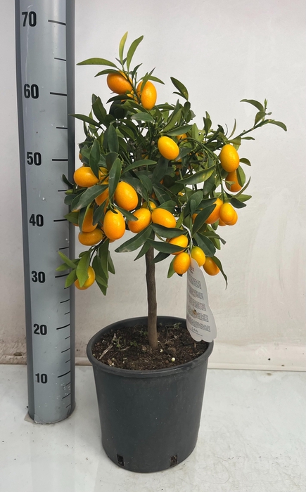 <h4>CITR MARGARITA</h4>