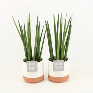 Sansevieria Cylindrica in Milou keramiek