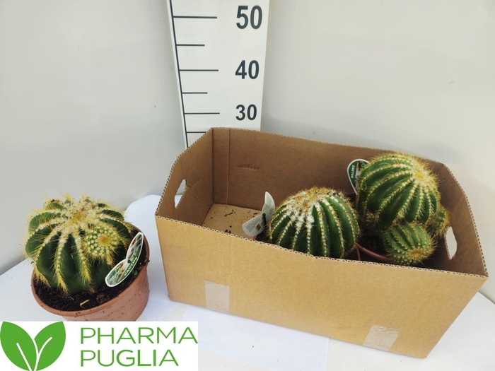 <h4>MAMM SPINOSISSIMA</h4>