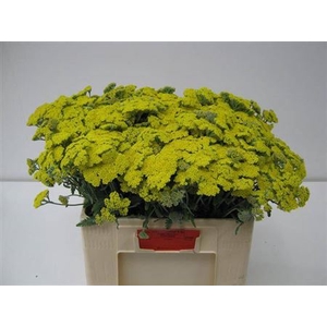 Achillea Moonshine