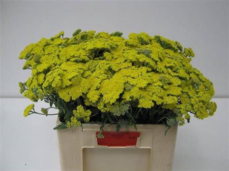 <h4>Achillea Moonshine</h4>