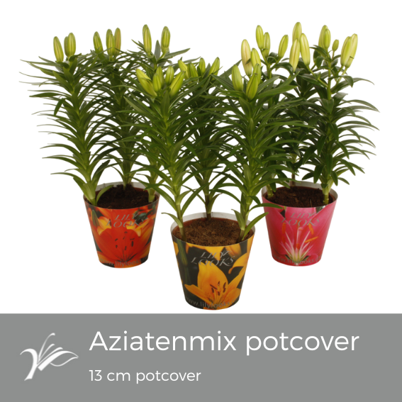 <h4>Lilium 13 cm aziatenmix potcover (az. lelie)</h4>