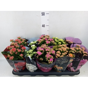 Kalanchoe blos. 'Perfecta'  ..mix 5