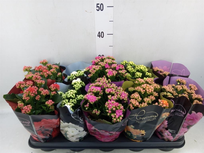 <h4>Kalanchoe blos. 'Perfecta'  ..mix 5</h4>