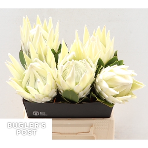 Protea Ayoba Arctic Ice