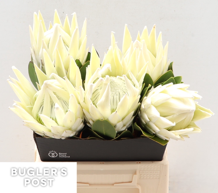 <h4>Protea Ayoba Arctic Ice</h4>