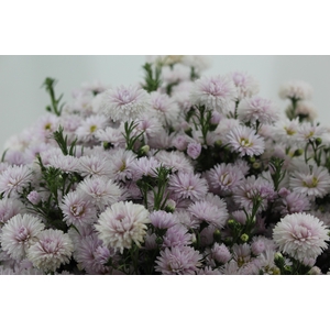ASTER MARIANA 060 CM ROSA CLARO