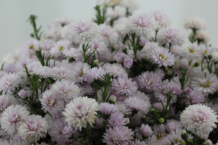 <h4>ASTER MARIANA 060 CM ROSA CLARO</h4>