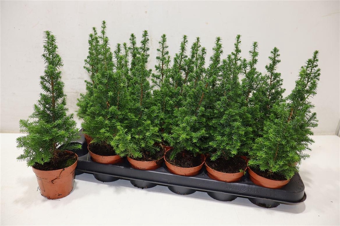 <h4>Cham Th Top Point</h4>