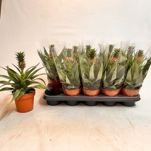 ANANAS MI AMIGO