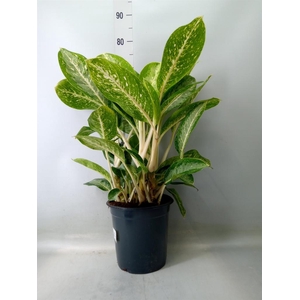 Dieffenbachia