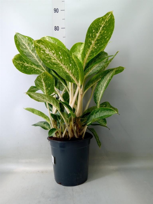 <h4>Dieffenbachia</h4>