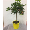 Citrus x paradisi