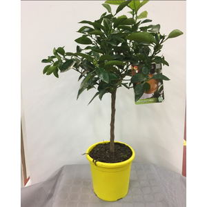 Citrus x paradisi