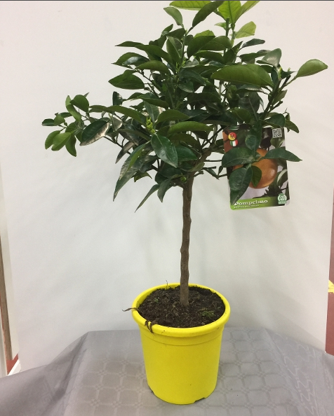 Citrus x paradisi