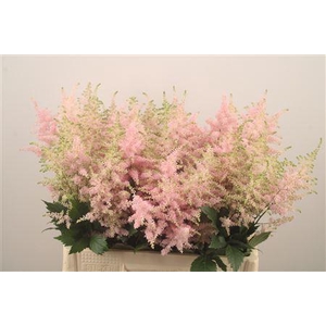 Astilbe Europa Light Pink