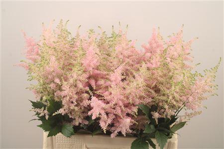 <h4>Astilbe Europa Light Pink</h4>