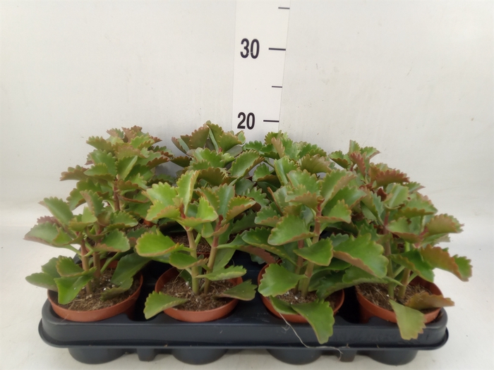 <h4>Succulents   ...</h4>