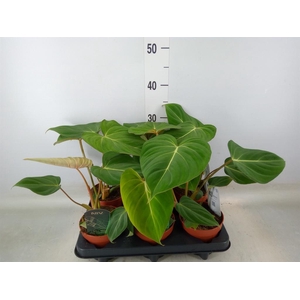 Philodendron gloriosum