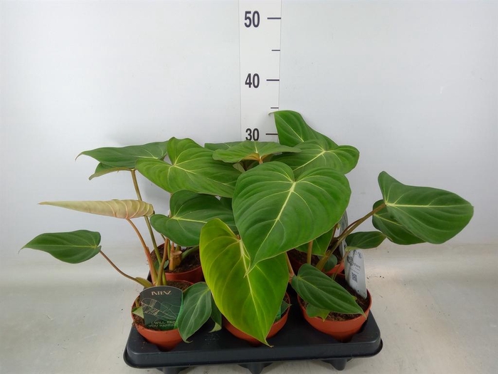 <h4>Philodendron gloriosum</h4>