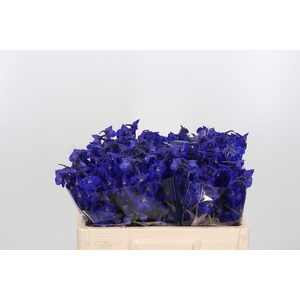 Delphinium Be Atlantis