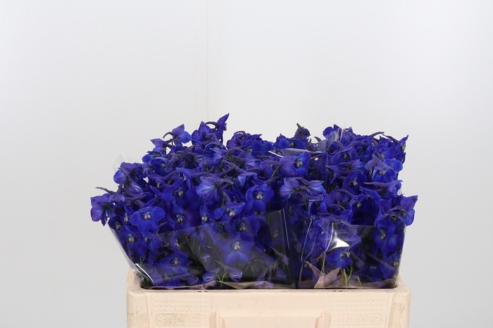 <h4>Delphinium Be Atlantis</h4>