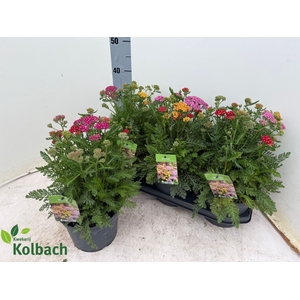 ACHI MILLEFOLIUM