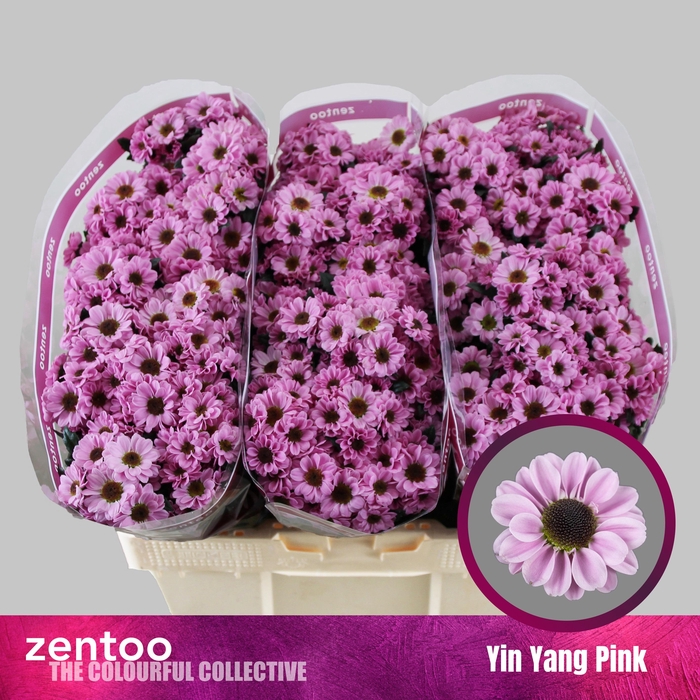 <h4>CHR S YIN YANG PINK</h4>