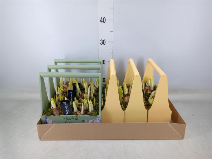 <h4>Arr. Narcissus</h4>