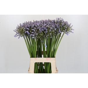 Agapanthus Silberpfeil