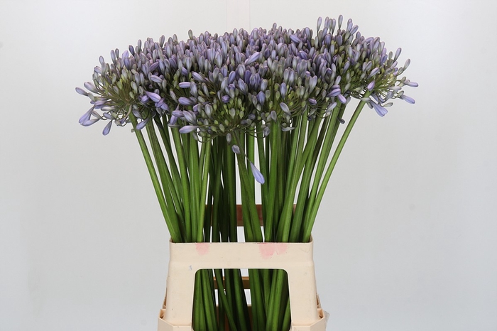 <h4>Agapanthus Silberpfeil</h4>