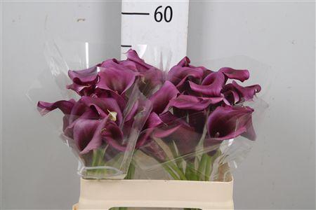 <h4>Zant Durban</h4>