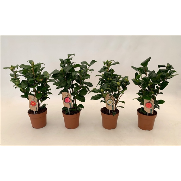 <h4>camellia 4 kleuren mix 10-15 knoppen</h4>